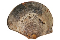 Plagiostoma semiciricularis